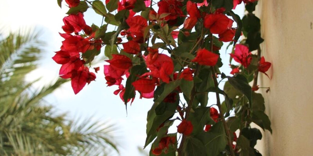 I_Basma_'s profile banner image