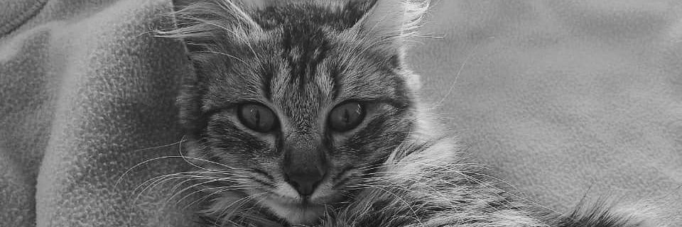 TriniLavados's profile banner image