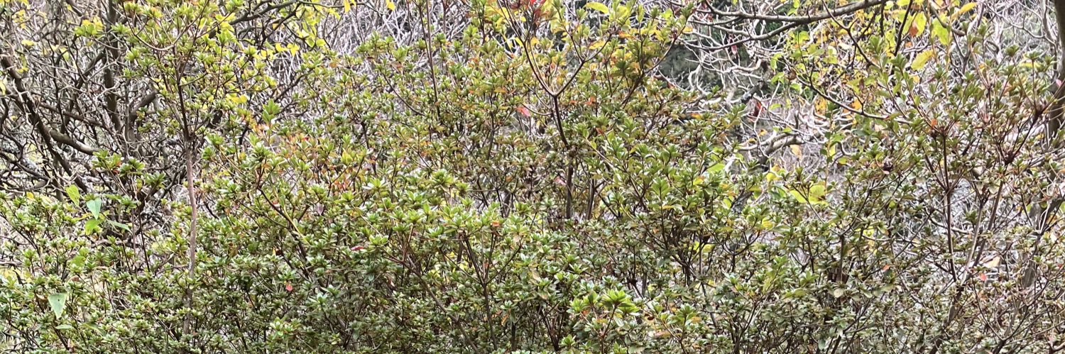 クヌギダマ banner