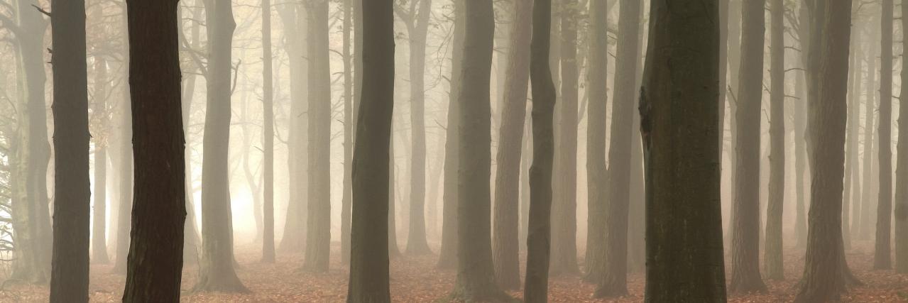 Magical Forest ☮️ banner