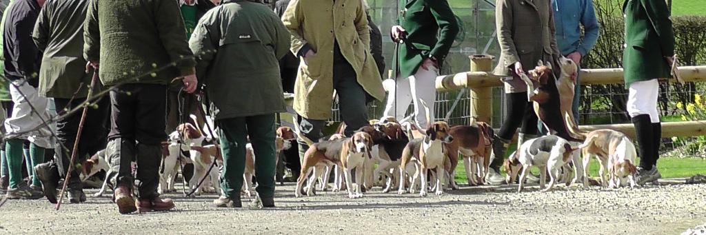 Action Against Hare Hunting's banner