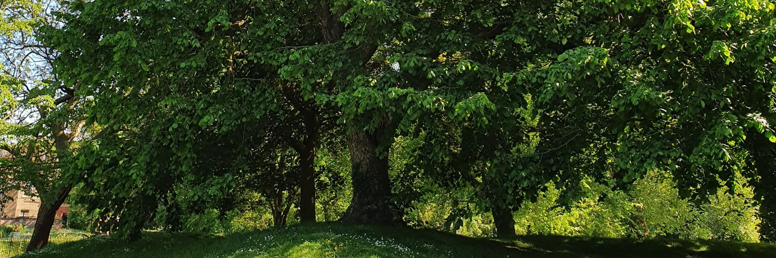 Friends of Derby Arboretum banner