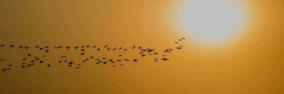 nehamandlekar's profile banner image
