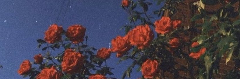 🌹 banner