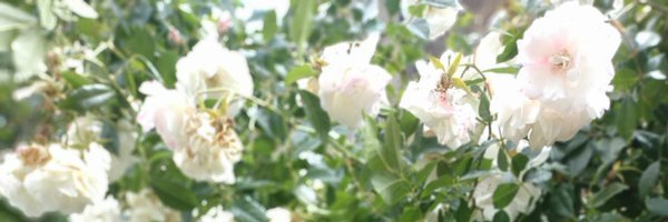 _sumeza Profile Banner