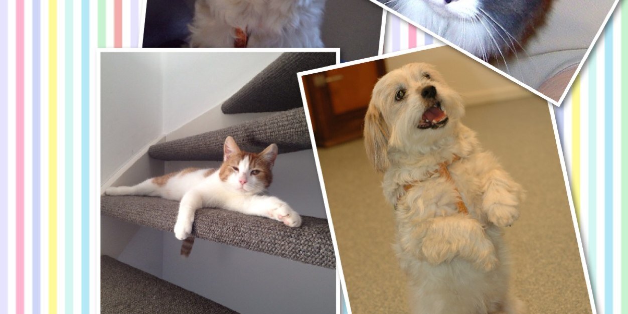 CookTheDog's profile banner image