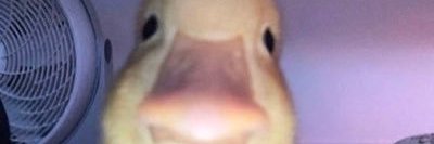 d0c banner
