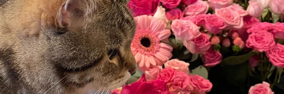 dalalbns's profile banner image