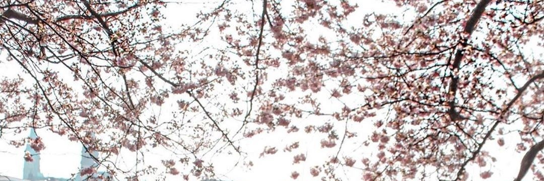 SiverekIi's profile banner image