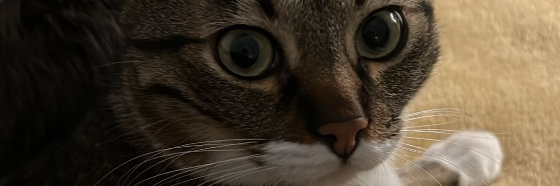 AzuForeverYoung's profile banner image