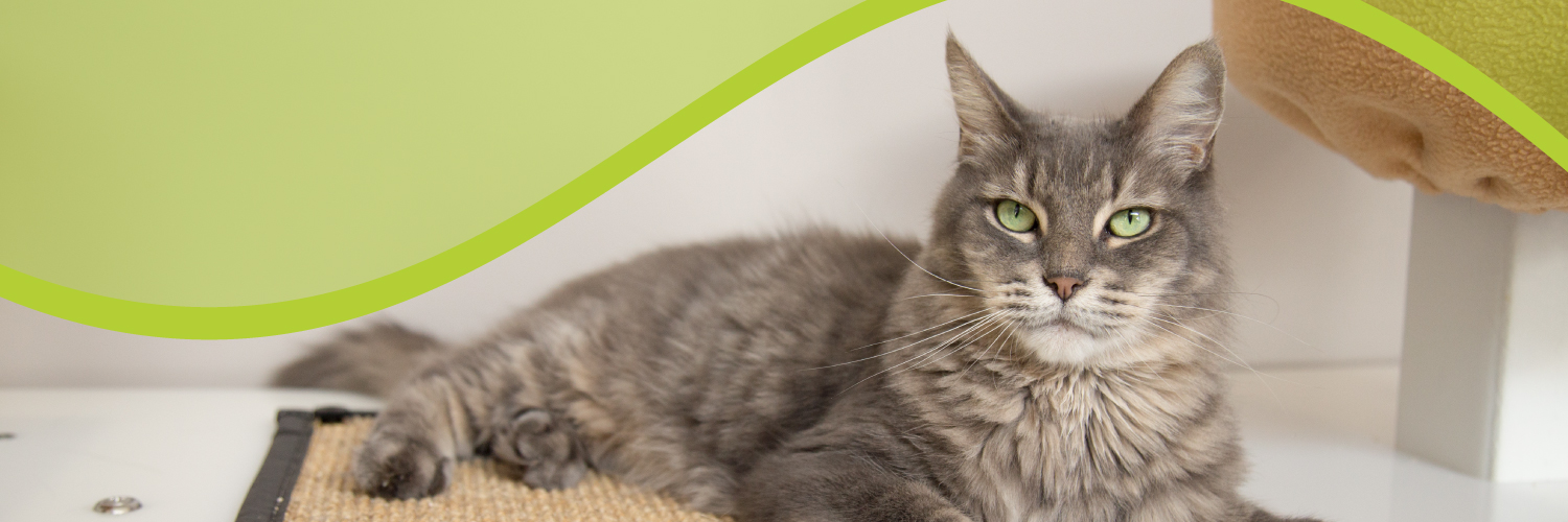 Tree House Humane Society's banner