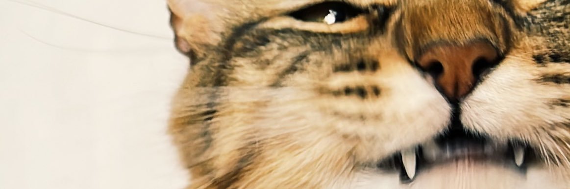 FlorenciaClade's profile banner image