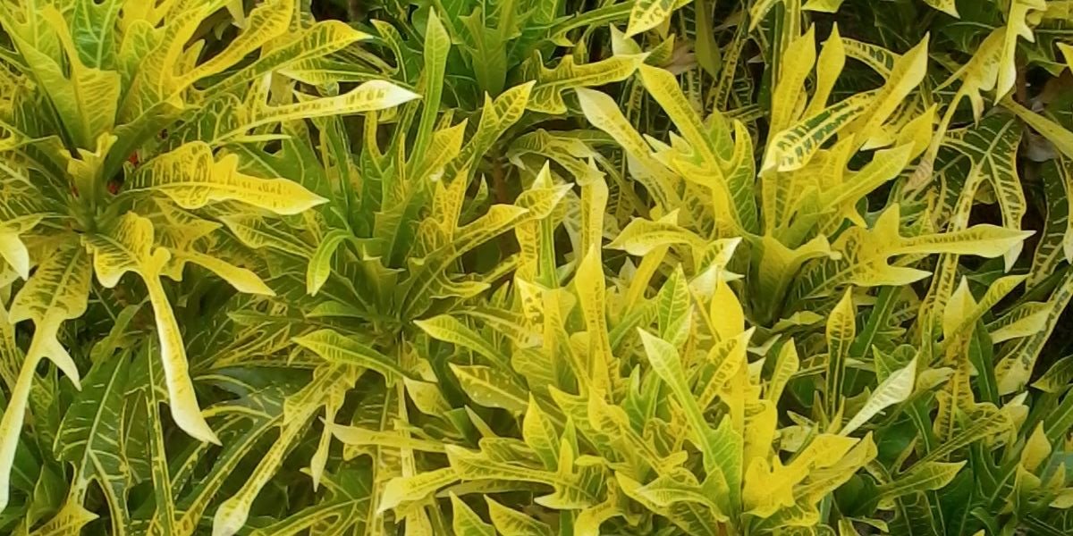 miltonlezamab's profile banner image