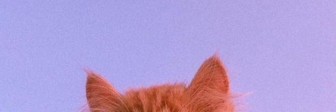 malasityesili's profile banner image