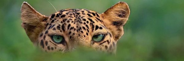 Ariunq Profile Banner