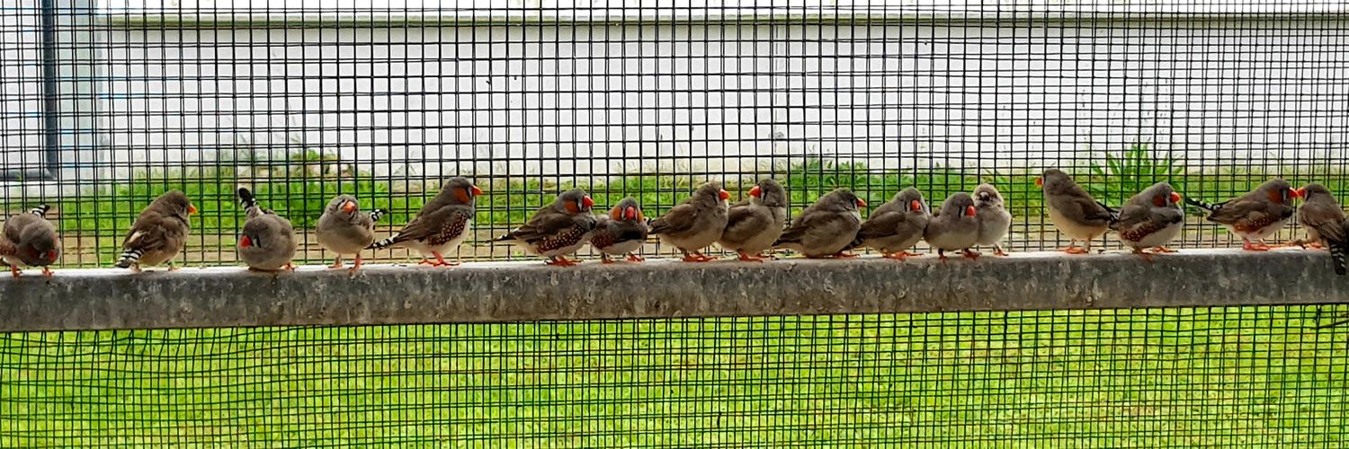 Marianthi Tangili banner