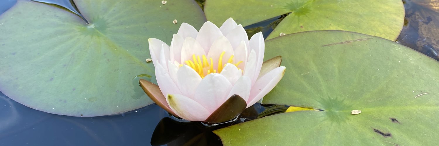 ana-maria poenar banner