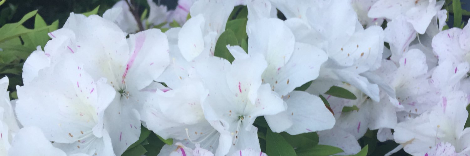 はす banner