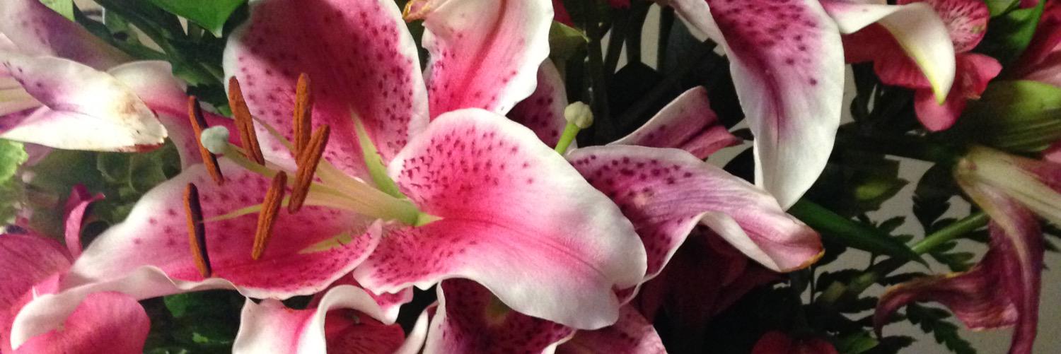JennRodrigue's profile banner image