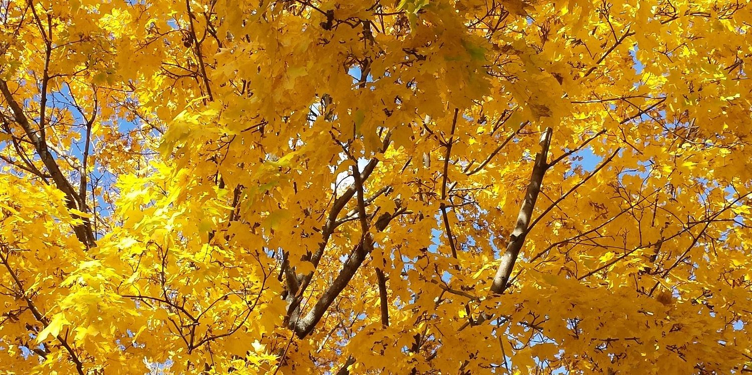 tricia_eckerman's profile banner image