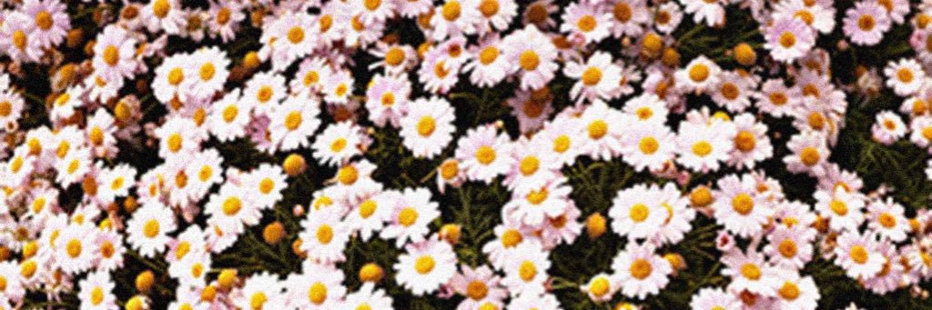 michellemendt's profile banner image