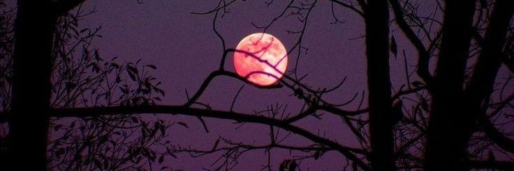 MOTHERMONSTRUA's profile banner image