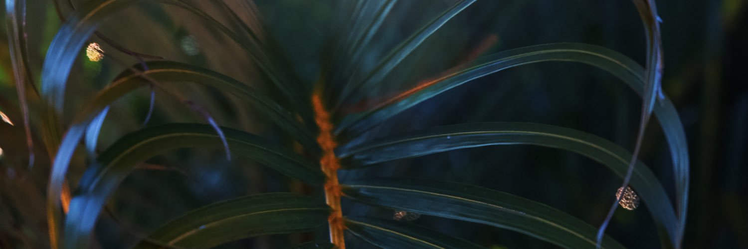 cub_white's profile banner image