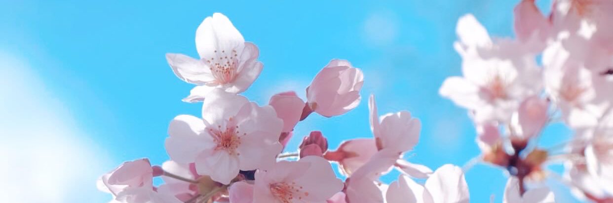 sky☆ 🦋🌸 ||| banner