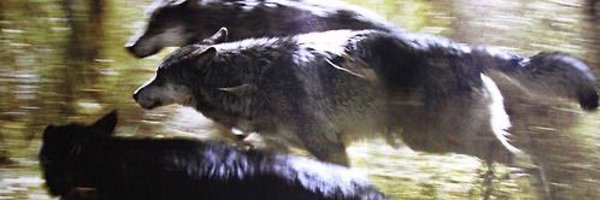 amondatta Profile Banner