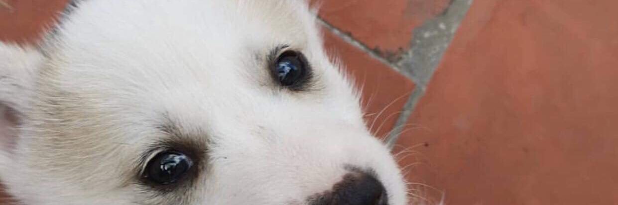 slakilol's profile banner image