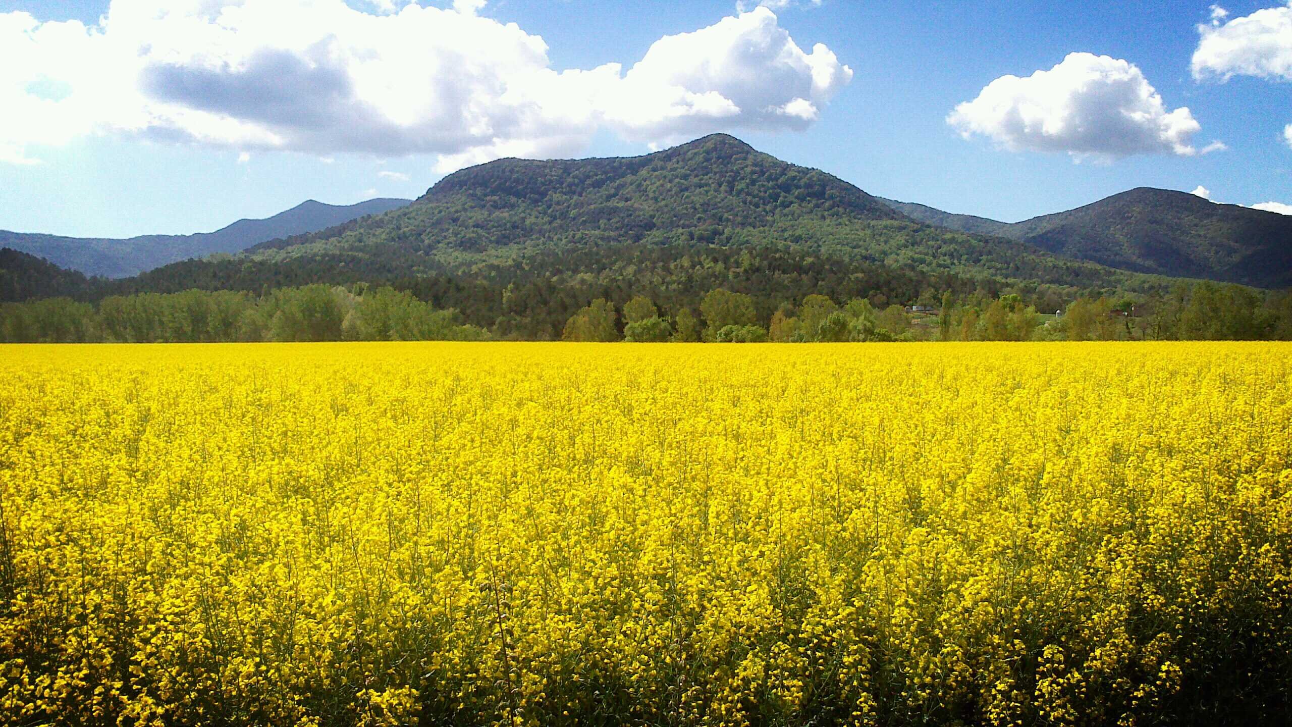 Terra de volcans banner