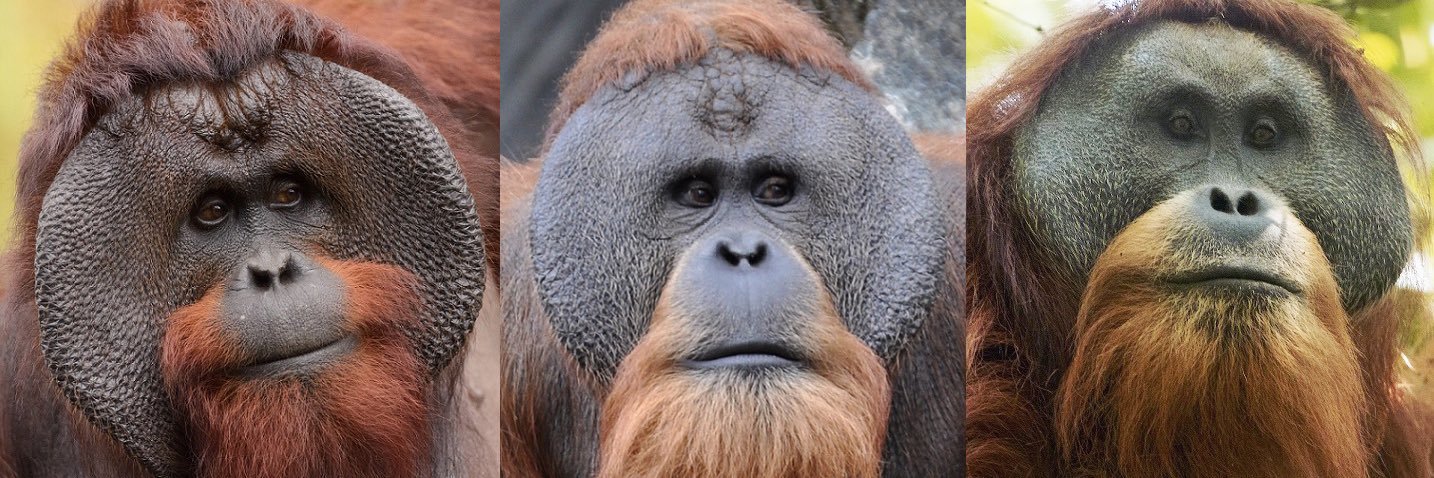 theillustriouspearl banner