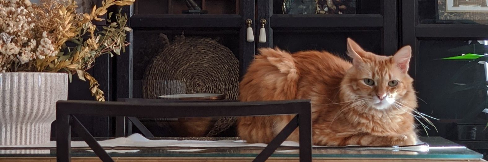 Barbara Navarro  banner