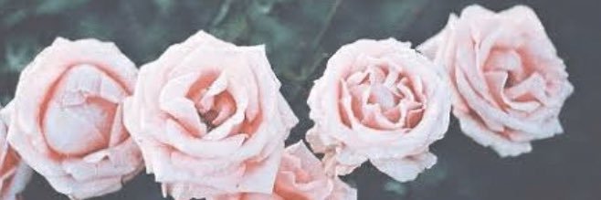_biamorimm's profile banner image