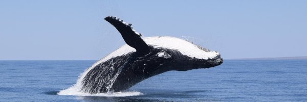 bellaa_reeves Profile Banner