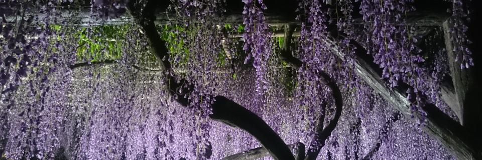 trtankahaiku's profile banner image