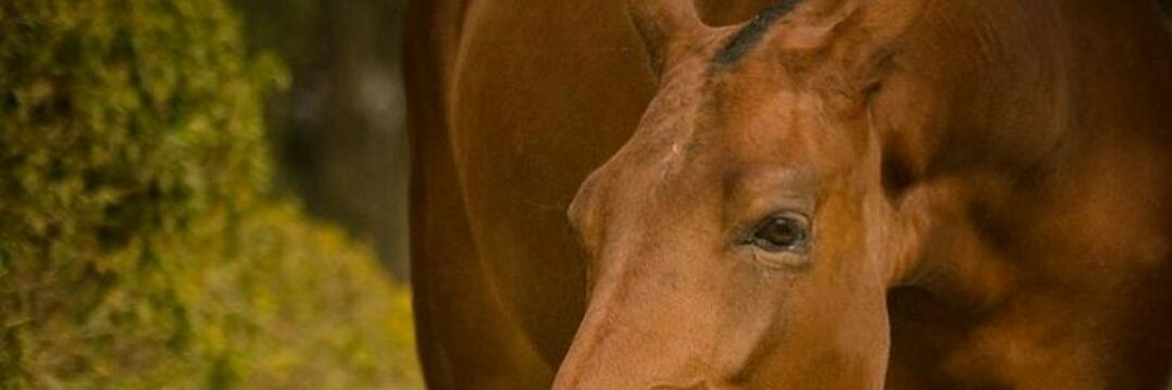 Aminullah 🐎🐴 banner