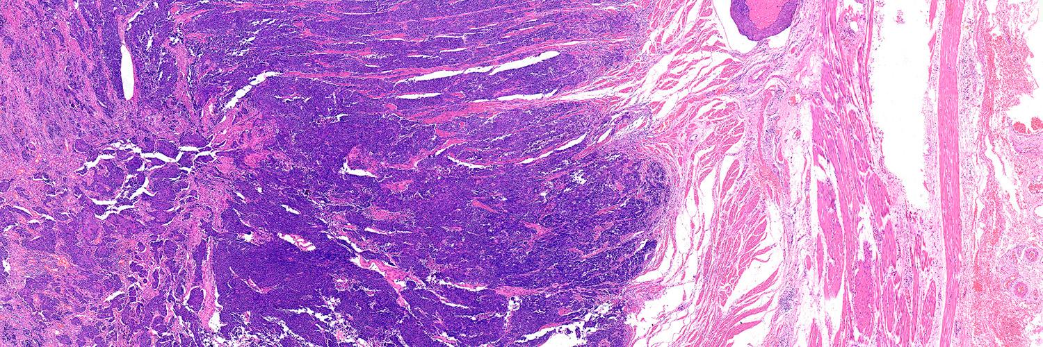 Motic Europe Pathology Division banner