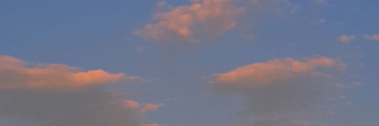 zinnia banner