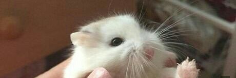 แฮมสเตอร์🐹🔞 | 😂😢😭 banner