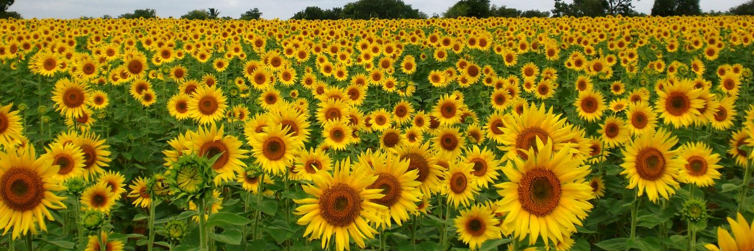 Graham eBay Seller banner