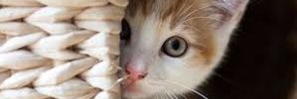 AlaaAlaqili Profile Banner