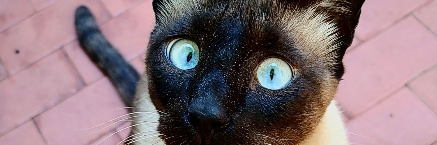 FlorCortez's profile banner image