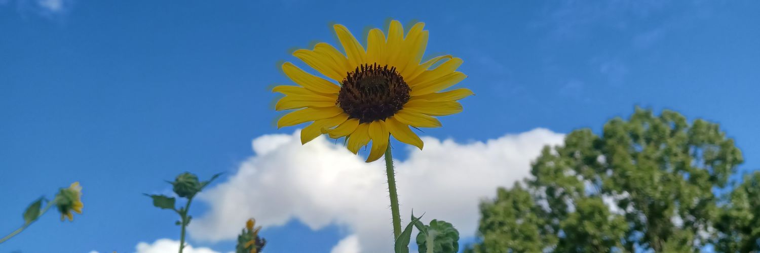 ravon_king's profile banner image