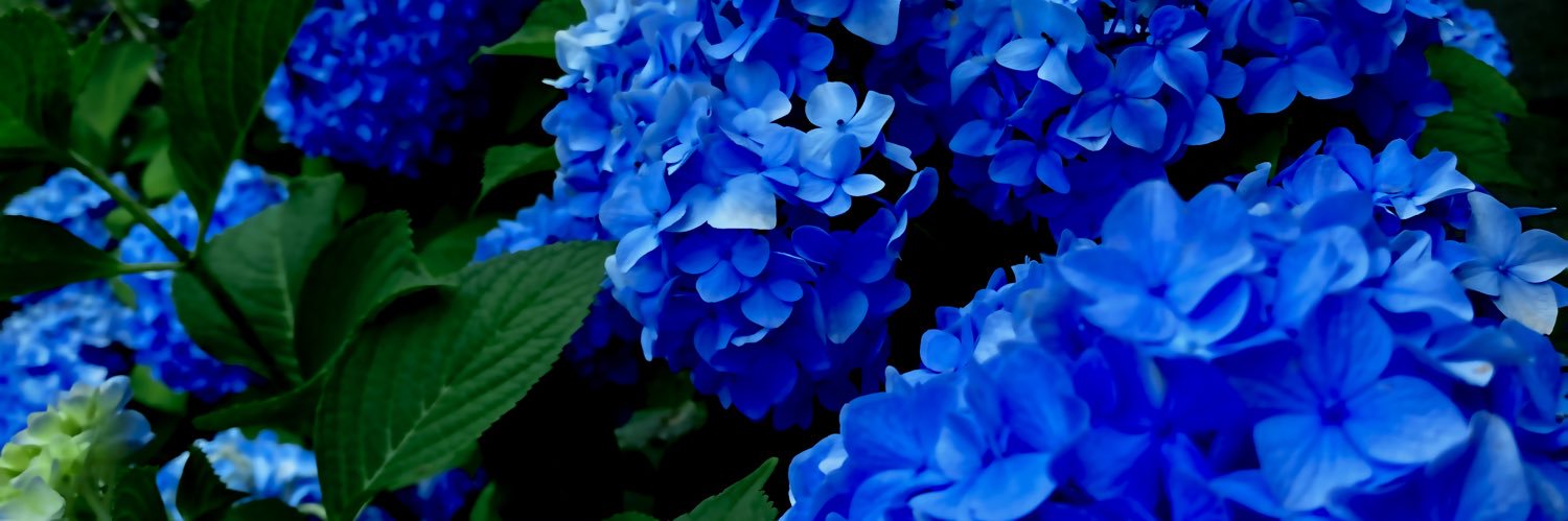 kaniDX's profile banner image