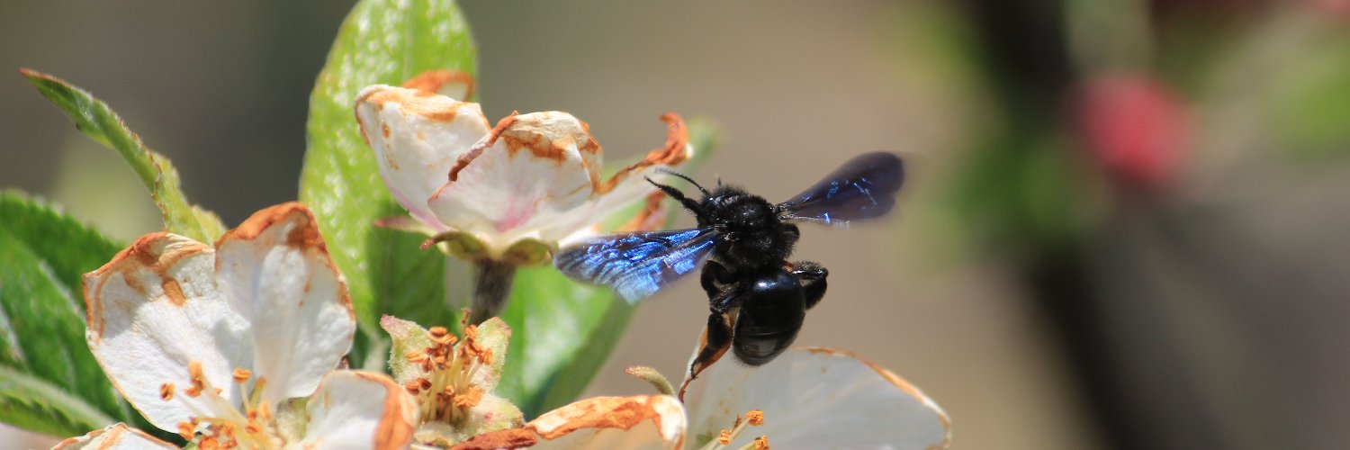Tom Timberlake banner