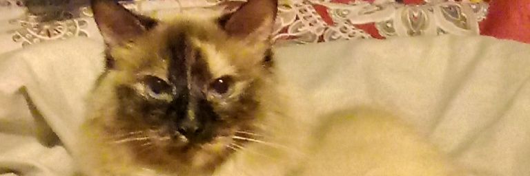 TheyThumper's profile banner image