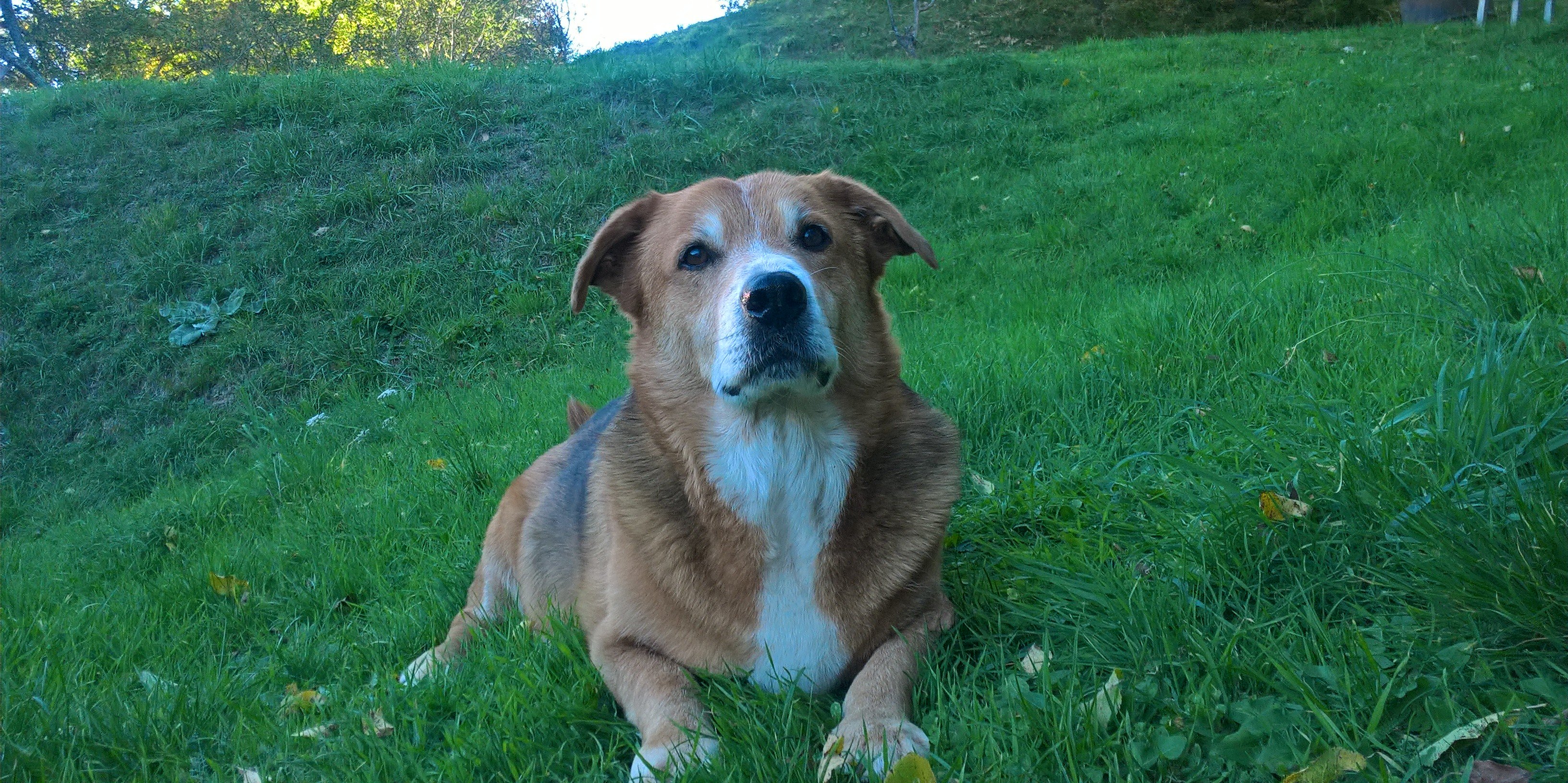 Ale 21⚽⚽⚽ banner