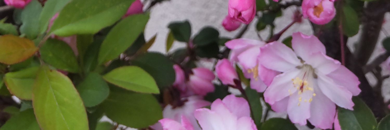 積ん読塚育成中 banner