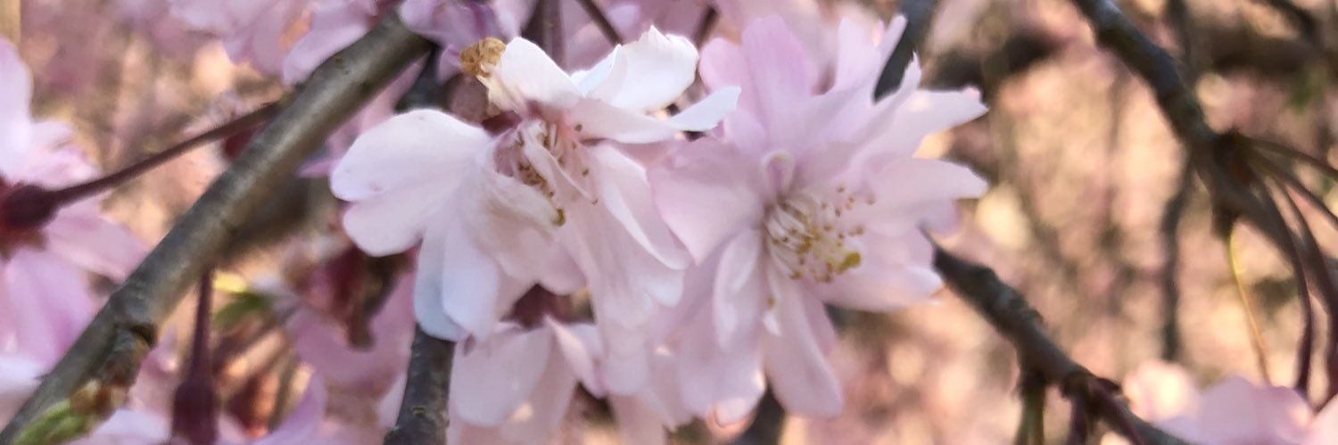 しましま唐辛子 banner